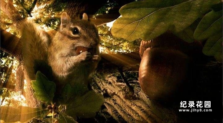 BBC自然生态纪录片《隐秘王国 Hidden Kingdoms》全3集 720P/1080i高清纪录片资源百度云盘下载插图 BBC自然生态纪录片《隐秘王国 Hidden Kingdoms》全3集 720P/1080i高清纪录片资源百度云盘下载