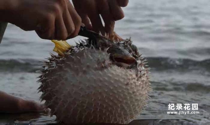 荒野美食纪录片《东南亚赶海吃货》第2季原版无字 1080P高清自媒体解说素材百度云盘下载插图 荒野美食纪录片《东南亚赶海吃货》第2季原版无字 1080P高清自媒体解说素材百度云盘下载