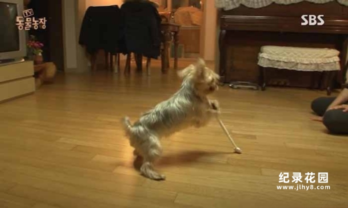 趣味动物行为纪录片《TV动物农场 短视频版》第11季中字 1080高清纪录片解说素材百度云盘下载插图 趣味动物行为纪录片《TV动物农场 短视频版》第11季中字 1080高清纪录片解说素材百度云盘下载