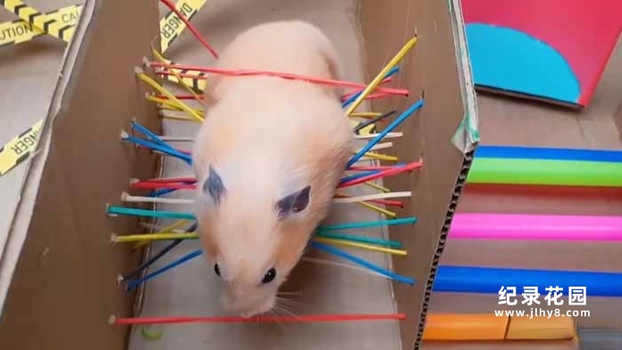 宠物趣味行为纪录片《小仓鼠闯迷宫》第1季原版无字 1080P高清自媒体解说素材百度云盘下载插图 宠物趣味行为纪录片《小仓鼠闯迷宫》第1季原版无字 1080P高清自媒体解说素材百度云盘下载