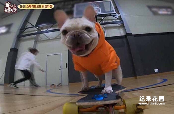 趣味动物行为纪录片《TV动物农场 短视频版》第10季中字 1080高清纪录片解说素材百度云盘下载插图 趣味动物行为纪录片《TV动物农场 短视频版》第10季中字 1080高清纪录片解说素材百度云盘下载