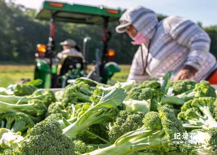 食品生产加工纪录片《诺尔农场》第2季原版无字 1080高清自媒体解说素材百度云盘下载插图 食品生产加工纪录片《诺尔农场》第2季原版无字 1080高清自媒体解说素材百度云盘下载