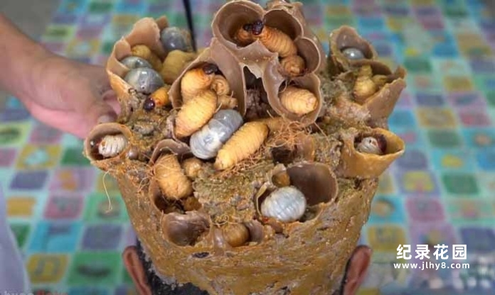 解压驱虫纪录片《养虫护发》全410集原版无字 1080P高清纪录片解说素材百度云盘下载插图 解压驱虫纪录片《养虫护发》全410集原版无字 1080P高清纪录片解说素材百度云盘下载