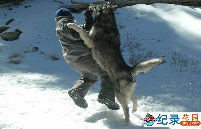 国家地理野生动物纪录片《猎人猎物 狼开杀戒 Shadow Stalkers》全1集中字 720P/1080i高清纪录片资源百度云盘下载插图 国家地理野生动物纪录片《猎人猎物 狼开杀戒 Shadow Stalkers》全1集中字 720P/1080i高清纪录片资源百度云盘下载