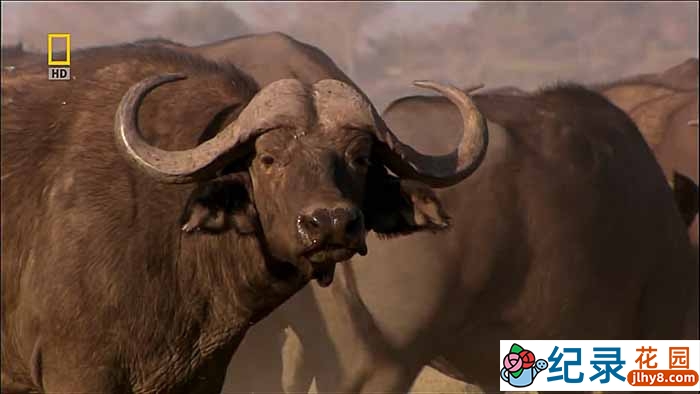国家地理野生动物纪录片《猎人猎物 抓狂的非洲水牛 black death》全1集中字 720P/1080i高清纪录片资源百度云盘下载插图 国家地理野生动物纪录片《猎人猎物 抓狂的非洲水牛 black death》全1集中字 720P/1080i高清纪录片资源百度云盘下载