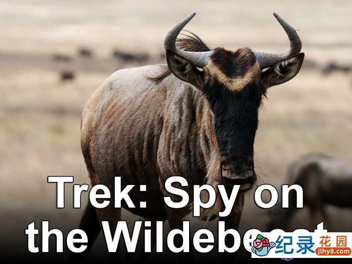 BBC动物间谍纪录片《大迁徙:角马群里的间谍 Trek: Spy on the Wildebeest》全2集 720P/1080i高清纪录片百度云下载插图 BBC动物间谍纪录片《大迁徙:角马群里的间谍 Trek: Spy on the Wildebeest》全2集 720P/1080i高清纪录片百度云下载