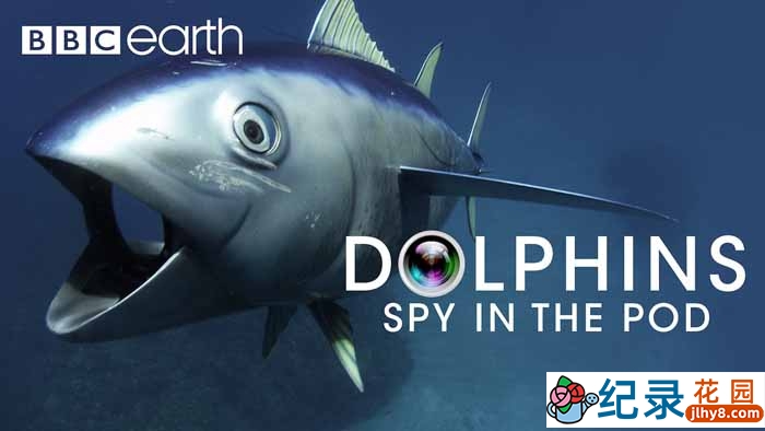 BBC动物间谍纪录片《卧底海豚帮 Dolphins-Spy in the Pod》全2集 720P/1080i高清纪录片百度云下载插图 BBC动物间谍纪录片《卧底海豚帮 Dolphins-Spy in the Pod》全2集 720P/1080i高清纪录片百度云下载
