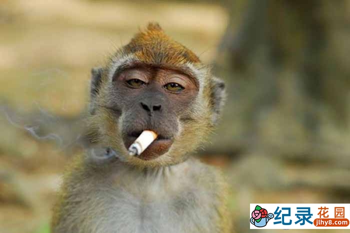 BBC动物探索纪录片《猴子大观 Monkeys Revealed》全3集 720P/1080i高清纪录片百度云下载插图 BBC动物探索纪录片《猴子大观 Monkeys Revealed》全3集 720P/1080i高清纪录片百度云下载