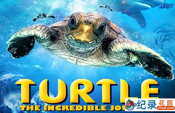 野生动物纪录片《海龟奇妙之旅 在海里飞翔 Turtle: The Incredible Journey》全1集 720P/1080i高清纪录片百度云下载插图 野生动物纪录片《海龟奇妙之旅 在海里飞翔 Turtle: The Incredible Journey》全1集 720P/1080i高清纪录片百度云下载