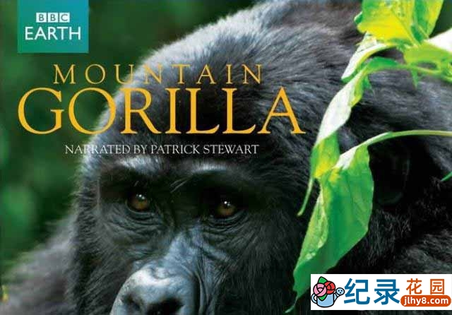 BBC野生动物纪录片《山地大猩猩 Mountain Gorilla》全3集 720P/1080i高清纪录片百度云下载插图 BBC野生动物纪录片《山地大猩猩 Mountain Gorilla》全3集 720P/1080i高清纪录片百度云下载