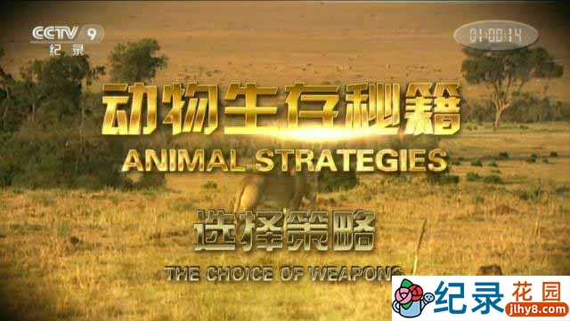 CCTV央视纪录片自然生态纪录片《动物生存秘籍 Animal Strategies》全6集 720P/1080i高清纪录片百度云插图 CCTV央视纪录片自然生态纪录片《动物生存秘籍 Animal Strategies》全6集 720P/1080i高清纪录片百度云
