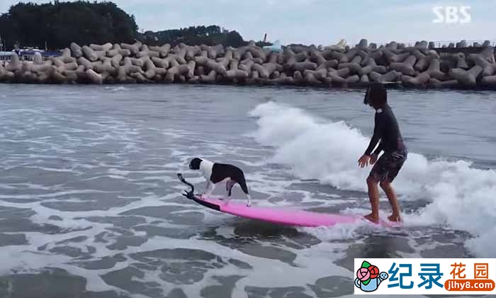 趣味动物行为纪录片《TV动物农场 短视频版》第22季中字 1080P高清自媒体解说素材百度云盘下载插图 趣味动物行为纪录片《TV动物农场 短视频版》第22季中字 1080P高清自媒体解说素材百度云盘下载