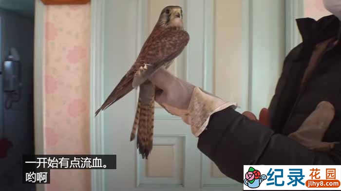 趣味动物行为纪录片《TV动物农场 短视频版》第19季中字 1080P高清自媒体解说素材百度云盘下载插图 趣味动物行为纪录片《TV动物农场 短视频版》第19季中字 1080P高清自媒体解说素材百度云盘下载