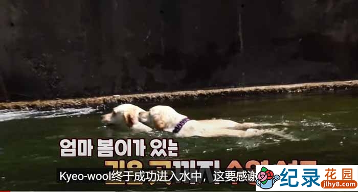 趣味动物行为纪录片《TV动物农场 短视频版》第18季中字 1080P高清自媒体解说素材百度云盘下载插图 趣味动物行为纪录片《TV动物农场 短视频版》第18季中字 1080P高清自媒体解说素材百度云盘下载