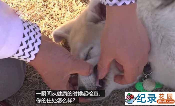 趣味动物行为纪录片《TV动物农场 短视频版》第13季中字 1080高清纪录片解说素材百度云盘下载插图 趣味动物行为纪录片《TV动物农场 短视频版》第13季中字 1080高清纪录片解说素材百度云盘下载