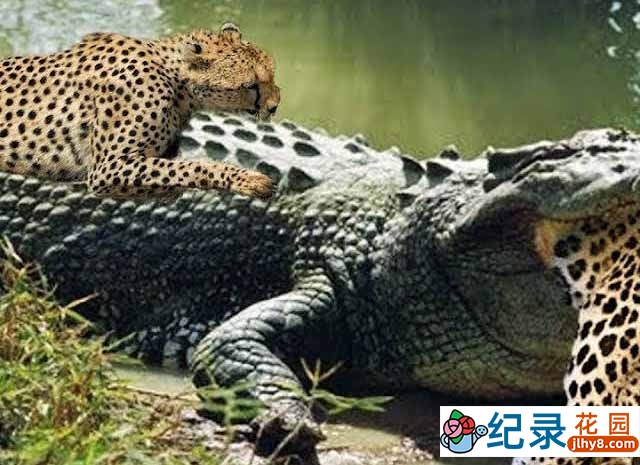 野生动物行为研究纪录片《疯狂杀戮现场》第1季原版无字 1080P高清自媒体解说素材百度云盘下载插图 野生动物行为研究纪录片《疯狂杀戮现场》第1季原版无字 1080P高清自媒体解说素材百度云盘下载