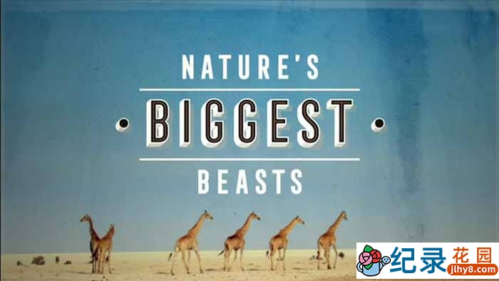 BBC野生动物纪录片《自然界的巨兽 Nature’s Biggest Beasts》全1集中字 TS/蓝光高清纪录片资源百度云盘下载插图 BBC野生动物纪录片《自然界的巨兽 Nature’s Biggest Beasts》全1集中字 TS/蓝光高清纪录片资源百度云盘下载
