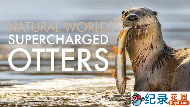 BBC野生动物摄影纪录片《超能水獭 Supercharged Otters》全1集中字 TS/蓝光高清纪录片资源百度云盘下载插图 BBC野生动物摄影纪录片《超能水獭 Supercharged Otters》全1集中字 TS/蓝光高清纪录片资源百度云盘下载