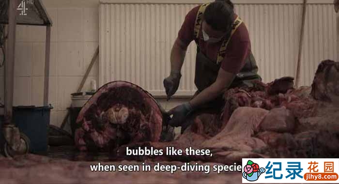 动物保护纪录片《是什么杀死了鲸鱼 What Killed the Whale》全1集原版无字 1080P纪录片资源百度云盘下载插图 动物保护纪录片《是什么杀死了鲸鱼 What Killed the Whale》全1集原版无字 1080P纪录片资源百度云盘下载