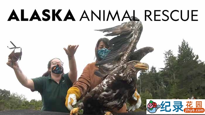 国家地理动物保护纪录片《阿拉斯加野生动物救援 Alaska Animal Rescue》第2季原版无字 720P高清自媒体解说素材百度云盘下载插图 国家地理动物保护纪录片《阿拉斯加野生动物救援 Alaska Animal Rescue》第2季原版无字 720P高清自媒体解说素材百度云盘下载