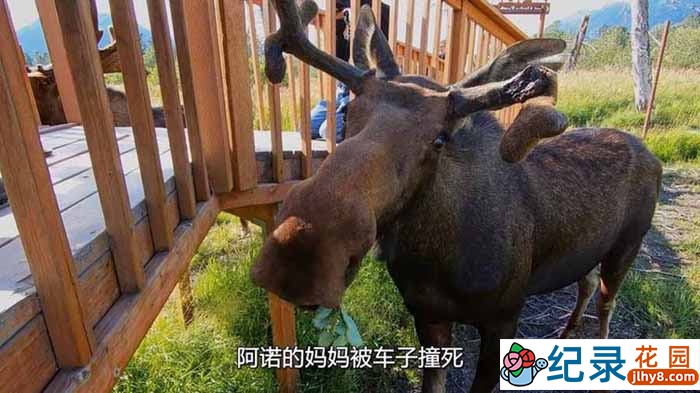 国家地理动物保护纪录片《阿拉斯加野生动物救援 Alaska Animal Rescue》第1季中字 1080P高清自媒体解说素材百度云盘下载插图 国家地理动物保护纪录片《阿拉斯加野生动物救援 Alaska Animal Rescue》第1季中字 1080P高清自媒体解说素材百度云盘下载