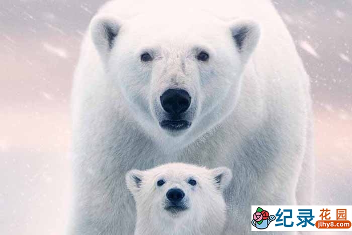 迪士尼野生动物纪录片《北极熊 Polar Bear》全1集中字 4K纪录片资源百度云盘下载插图 迪士尼野生动物纪录片《北极熊 Polar Bear》全1集中字 4K纪录片资源百度云盘下载