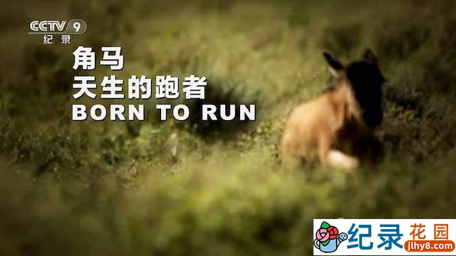 央视野生动物纪录片《角马——天生的跑者 Born to Run》全1集 TS/蓝光高清纪录片资源百度云盘下载插图 央视野生动物纪录片《角马——天生的跑者 Born to Run》全1集 TS/蓝光高清纪录片资源百度云盘下载