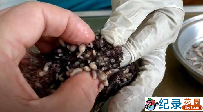 动物急救纪录片《寄生马蝇幼虫》全1季原版无字 1080P高清自媒体解说素材百度云盘下载插图 动物急救纪录片《寄生马蝇幼虫》全1季原版无字 1080P高清自媒体解说素材百度云盘下载