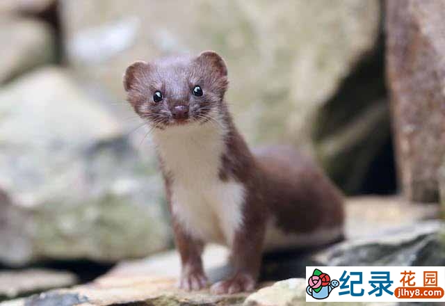 BBC野生动物纪录片《顽强而无畏的鼬家族 Weasels: Feisty and Fearless》全1集中字 TS/蓝光高清纪录片资源百度云盘下载插图 BBC野生动物纪录片《顽强而无畏的鼬家族 Weasels: Feisty and Fearless》全1集中字 TS/蓝光高清纪录片资源百度云盘下载