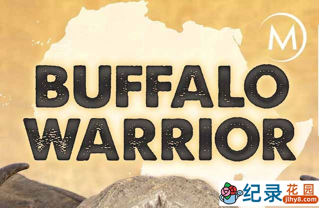 国家地理野生动物研究纪录片《水牛战士 Buffalo Warrior》全1集 TS/蓝光高清纪录片资源百度云盘下载插图 国家地理野生动物研究纪录片《水牛战士 Buffalo Warrior》全1集 TS/蓝光高清纪录片资源百度云盘下载