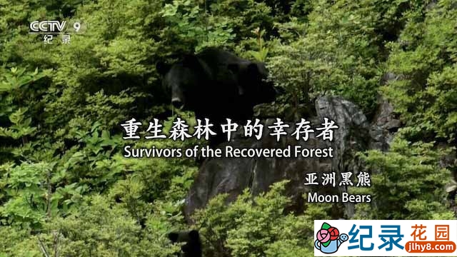 NHK野生动物纪录片《重生森林中的幸存者 亚洲黑熊》全1集中字 TS/蓝光高清纪录片资源百度云盘下载插图 NHK野生动物纪录片《重生森林中的幸存者 亚洲黑熊》全1集中字 TS/蓝光高清纪录片资源百度云盘下载