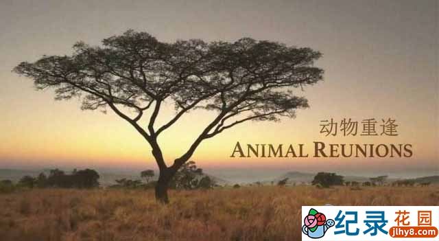 PBS自然生态纪录片《与动物重逢 Animal Reunions》全3集中字 TS/蓝光高清纪录片资源百度云盘下载插图 PBS自然生态纪录片《与动物重逢 Animal Reunions》全3集中字 TS/蓝光高清纪录片资源百度云盘下载