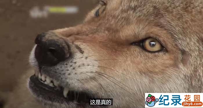 SBS韩国动物保护纪录片《拯救动物》第7季180集中字 720P/1080i高清纪录片资源百度云盘下载插图 SBS韩国动物保护纪录片《拯救动物》第7季180集中字 720P/1080i高清纪录片资源百度云盘下载