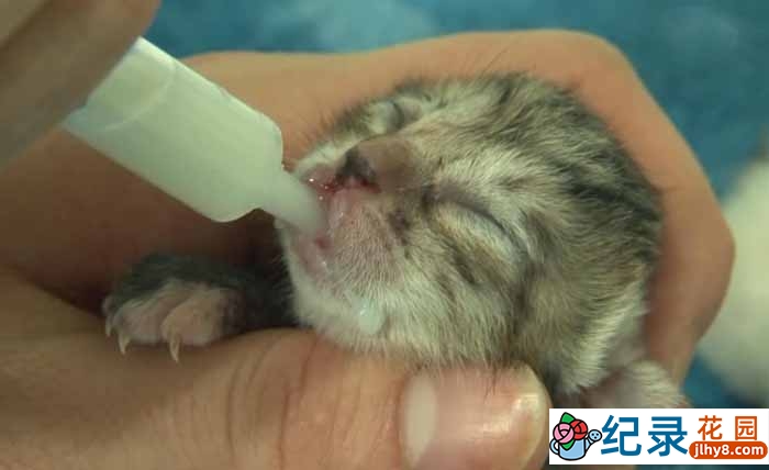 SBS韩国动物保护纪录片《拯救动物》第6季180集中字 720P/1080i高清纪录片资源百度云盘下载插图 SBS韩国动物保护纪录片《拯救动物》第6季180集中字 720P/1080i高清纪录片资源百度云盘下载