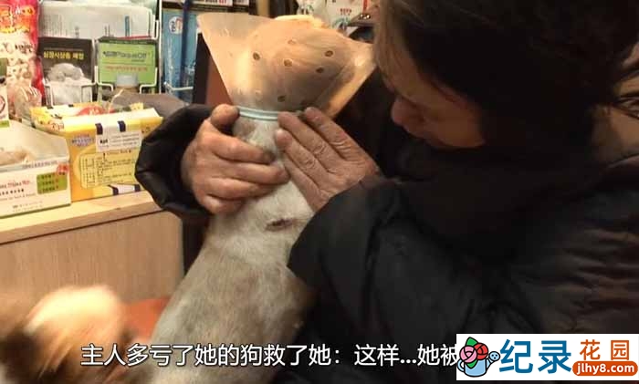 SBS韩国动物保护纪录片《拯救动物》第4季180集中字 720P/1080i高清纪录片资源百度云盘下载插图 SBS韩国动物保护纪录片《拯救动物》第4季180集中字 720P/1080i高清纪录片资源百度云盘下载