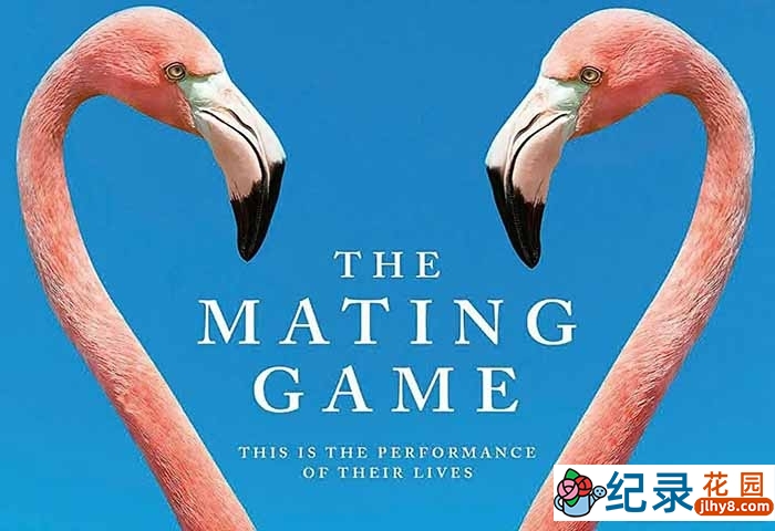 野生动物繁殖纪录片《求偶游戏 The Mating Game》全6集中字 4K高清纪录片资源百度云盘下载插图 野生动物繁殖纪录片《求偶游戏 The Mating Game》全6集中字 4K高清纪录片资源百度云盘下载