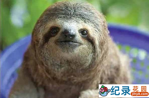 动物保护纪录片《拯救动物孤儿 Nature’s Miracle Orphans》第1季中字 720P/1080i高清纪录片资源百度云盘下载插图 动物保护纪录片《拯救动物孤儿 Nature’s Miracle Orphans》第1季中字 720P/1080i高清纪录片资源百度云盘下载