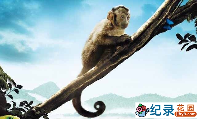 动物传奇纪录片《亚马逊萌猴奇遇记 Amazonia》全1集中字 720P/1080i高清纪录片资源百度云盘下载插图 动物传奇纪录片《亚马逊萌猴奇遇记 Amazonia》全1集中字 720P/1080i高清纪录片资源百度云盘下载