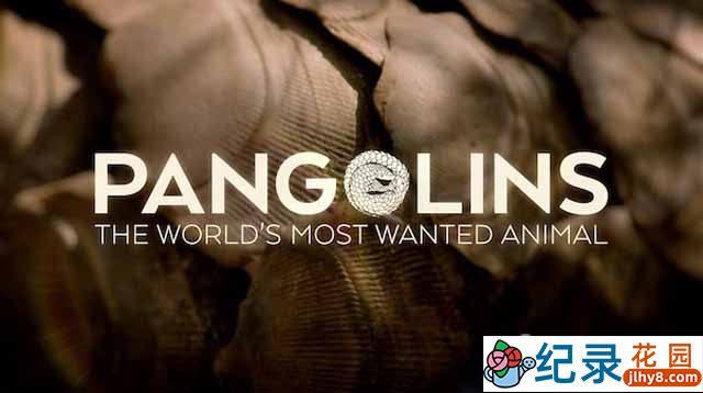 动物保护纪录片《穿山甲:被捕杀最多的动物 Pangolins: The World’s Most Wanted Animal》全1集 720P/1080i高清纪录片资源百度云盘下载插图 动物保护纪录片《穿山甲:被捕杀最多的动物 Pangolins: The World’s Most Wanted Animal》全1集 720P/1080i高清纪录片资源百度云盘下载