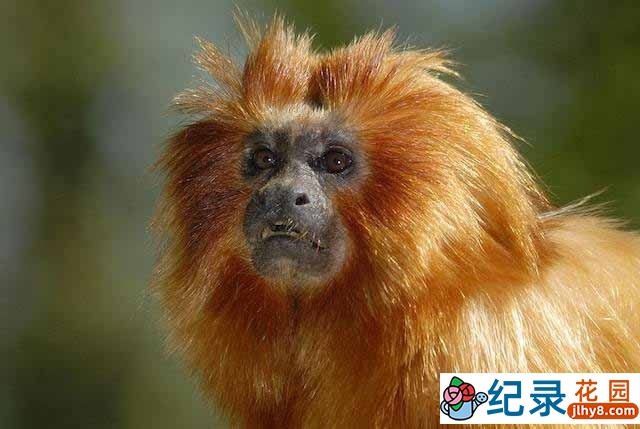 央视动物保护纪录片《濒危物种大拯救 Saved from Extinction》全6集 720P/1080i高清纪录片资源百度云盘下载插图 央视动物保护纪录片《濒危物种大拯救 Saved from Extinction》全6集 720P/1080i高清纪录片资源百度云盘下载