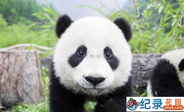 BBC动物保护纪录片《熊猫缔造者 Panda Maker》全1集 720P/1080i高清纪录片资源百度云盘下载插图 BBC动物保护纪录片《熊猫缔造者 Panda Maker》全1集 720P/1080i高清纪录片资源百度云盘下载