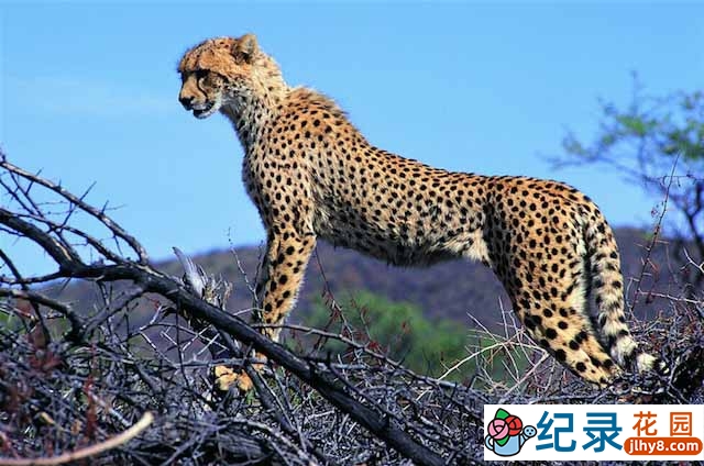 央视自然生态纪录片《野生动物的秘密 Wild Secrets》全4季 720P/1080i高清纪录片资源百度云盘下载插图 央视自然生态纪录片《野生动物的秘密 Wild Secrets》全4季 720P/1080i高清纪录片资源百度云盘下载