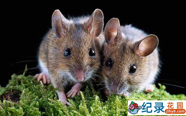 国家地理动物研究纪录片《动物天才 Brilliant Beasts》全4集 720P/1080i纪录片资源百度云盘下载插图 国家地理动物研究纪录片《动物天才 Brilliant Beasts》全4集 720P/1080i纪录片资源百度云盘下载