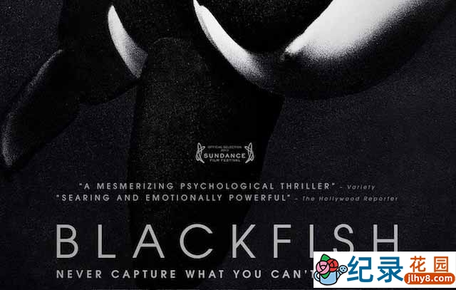 海洋动物保护纪录片《黑鲸 Blackfish》全1集 720P/1080i高清纪录片资源百度云盘下载插图 海洋动物保护纪录片《黑鲸 Blackfish》全1集 720P/1080i高清纪录片资源百度云盘下载