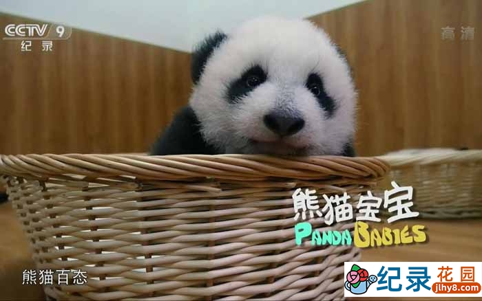 动物保护纪录片《熊猫宝宝 Panda Babies》全1集 720P/1080i高清纪录片资源百度云盘下载插图 动物保护纪录片《熊猫宝宝 Panda Babies》全1集 720P/1080i高清纪录片资源百度云盘下载
