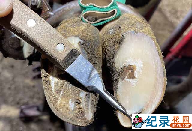 解压治愈纪录片《修剪牛蹄》第1季中字 1080高清纪录片解说素材百度云盘下载插图 解压治愈纪录片《修剪牛蹄》第1季中字 1080高清纪录片解说素材百度云盘下载