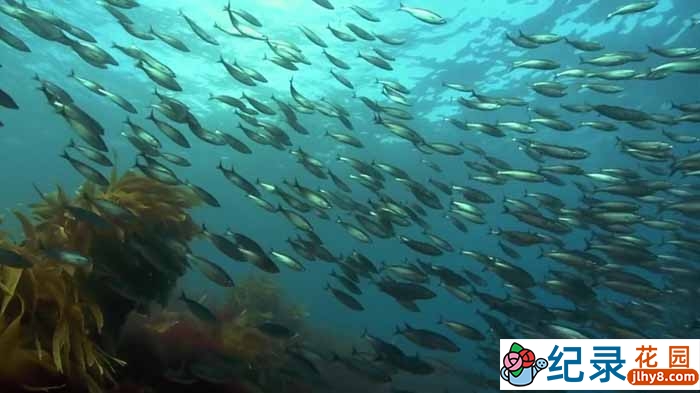 探索频道自然生态纪录片《新西兰国家公园之美 Wild About New Zealand》全6集 720P/1080i高清纪录片资源百度云下载插图3 探索频道自然生态纪录片《新西兰国家公园之美 Wild About New Zealand》全6集 720P/1080i高清纪录片资源百度云下载