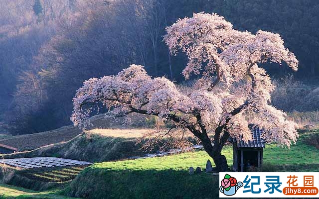 BBC日本生态风光纪录片《至美人间 Beautiful World》全3集 720P/1080i高清纪录片资源百度云盘下载插图 BBC日本生态风光纪录片《至美人间 Beautiful World》全3集 720P/1080i高清纪录片资源百度云盘下载