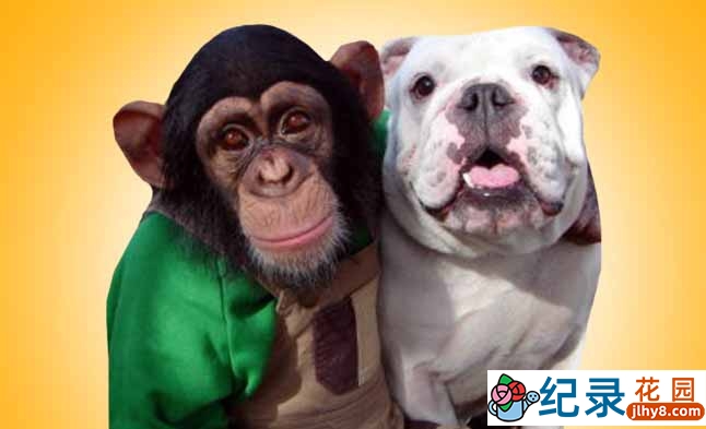 狗狗猩猩大冒險纪录片《阿笨和阿占 Pan & James》第2季国语 1080高清纪录片资源百度云盘下载插图 狗狗猩猩大冒險纪录片《阿笨和阿占 Pan & James》第2季国语 1080高清纪录片资源百度云盘下载