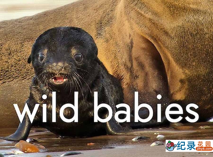 Netflix自然生态纪录片《野生动物宝宝 Wild Babies》第1季全8集中字 纪录片资源百度云盘下载 1080/MP4/10.6G插图 Netflix自然生态纪录片《野生动物宝宝 Wild Babies》第1季全8集中字 纪录片资源百度云盘下载 1080/MP4/10.6G